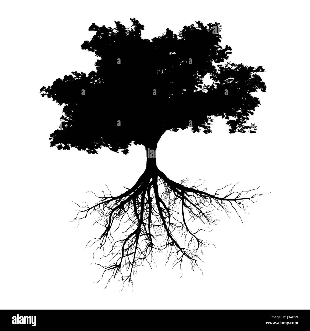Un arbre noir avec racines isolé sur fond blanc Banque D'Images