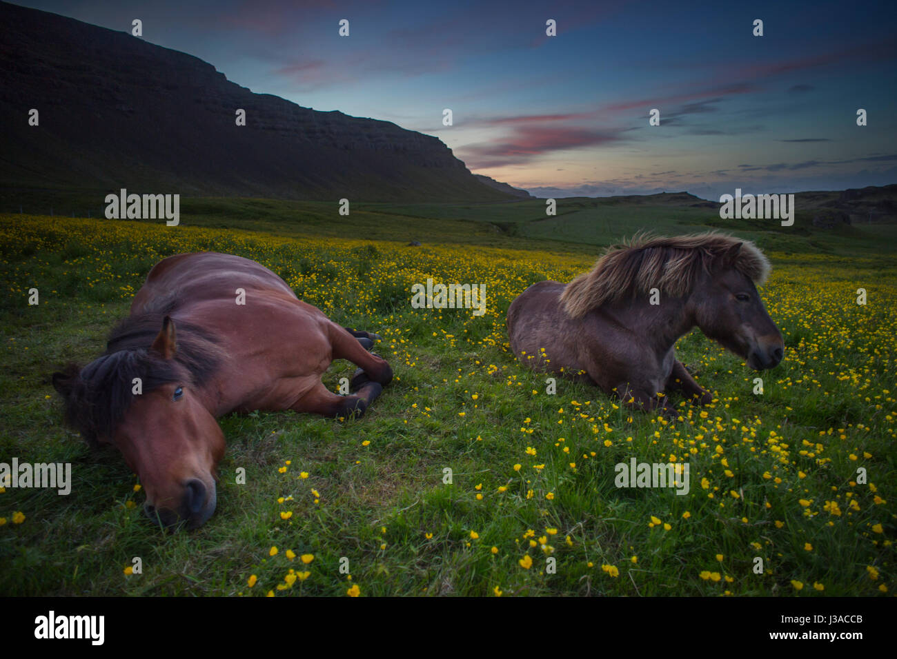 Deux chevaux Islandais se détendre dans un champ de fleurs Banque D'Images