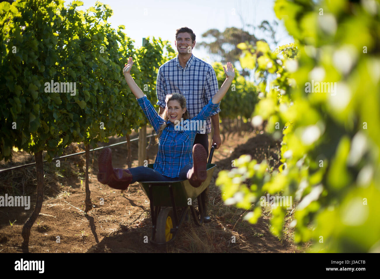 L'homme en poussant son amie gaie en brouette au vignoble au cours de journée ensoleillée Banque D'Images