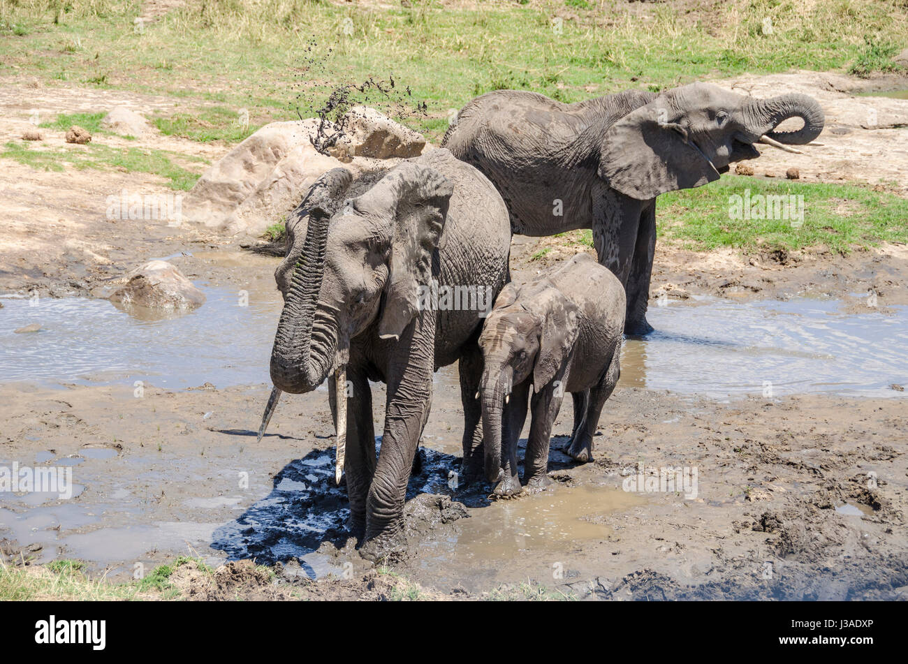 Prendre un bain de boue 100 timbres, parc national de Tarangire, Tanzanie Banque D'Images