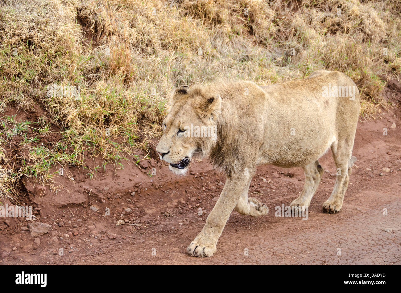 Jung lion marchant dans la Ngorongoro, en Tanzanie Banque D'Images