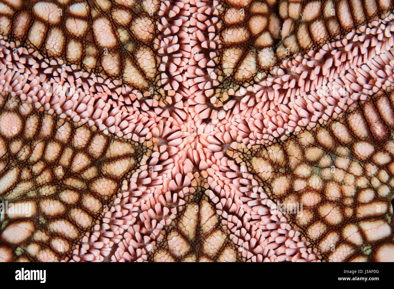 Résumé de l'étoile trouvés sur un récif de corail dans les petites îles de la sonde de l'Indonésie. Banque D'Images