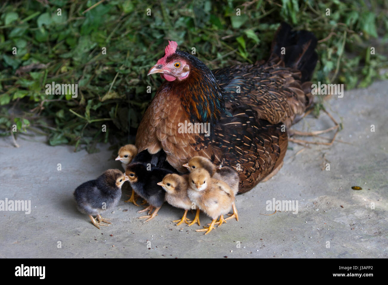 La mère poule avec ses bébés à Kaliganj. Gazipur, Bangladesh. Banque D'Images