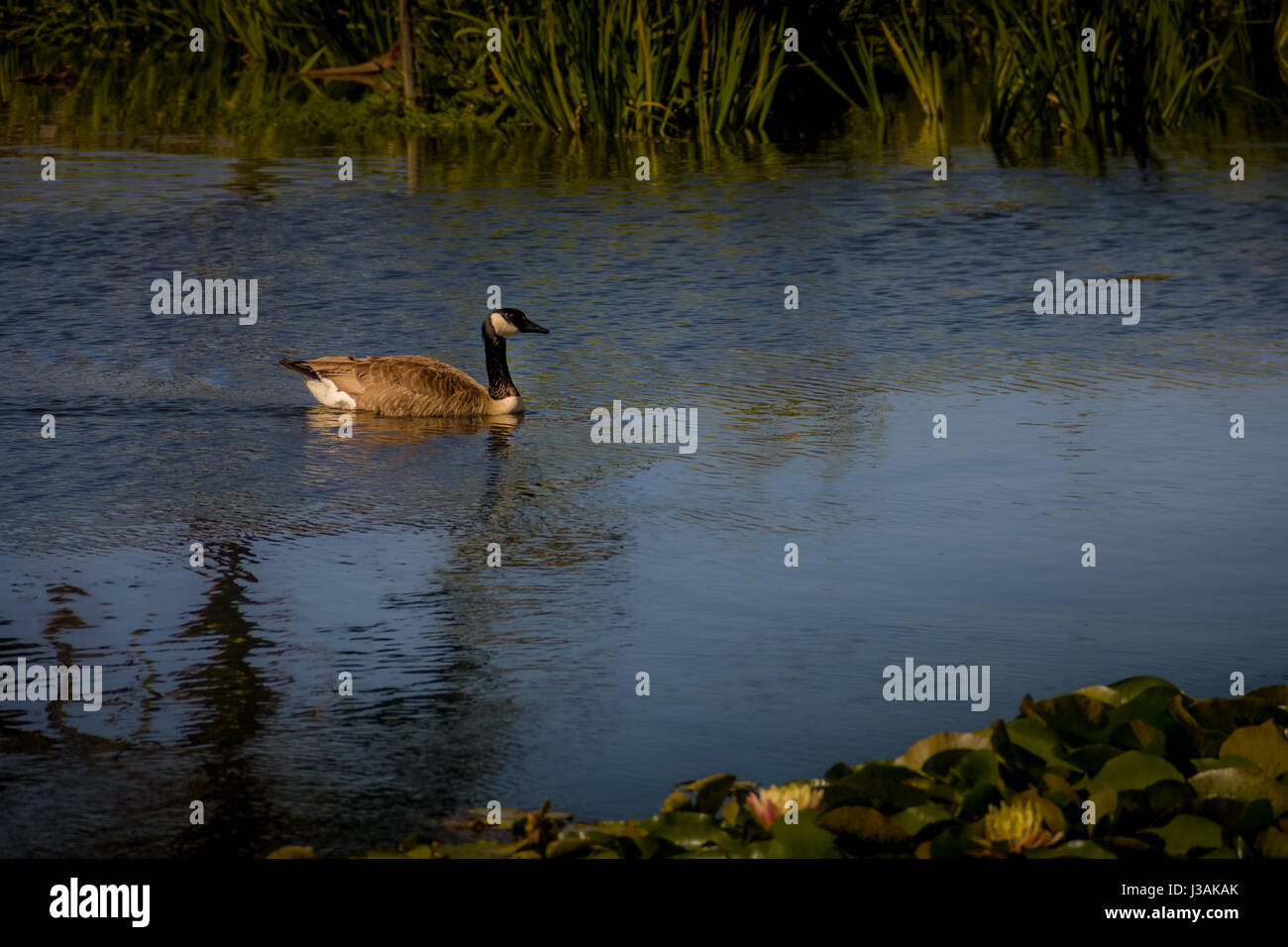 Echo Park, Los Angeles, CA Banque D'Images