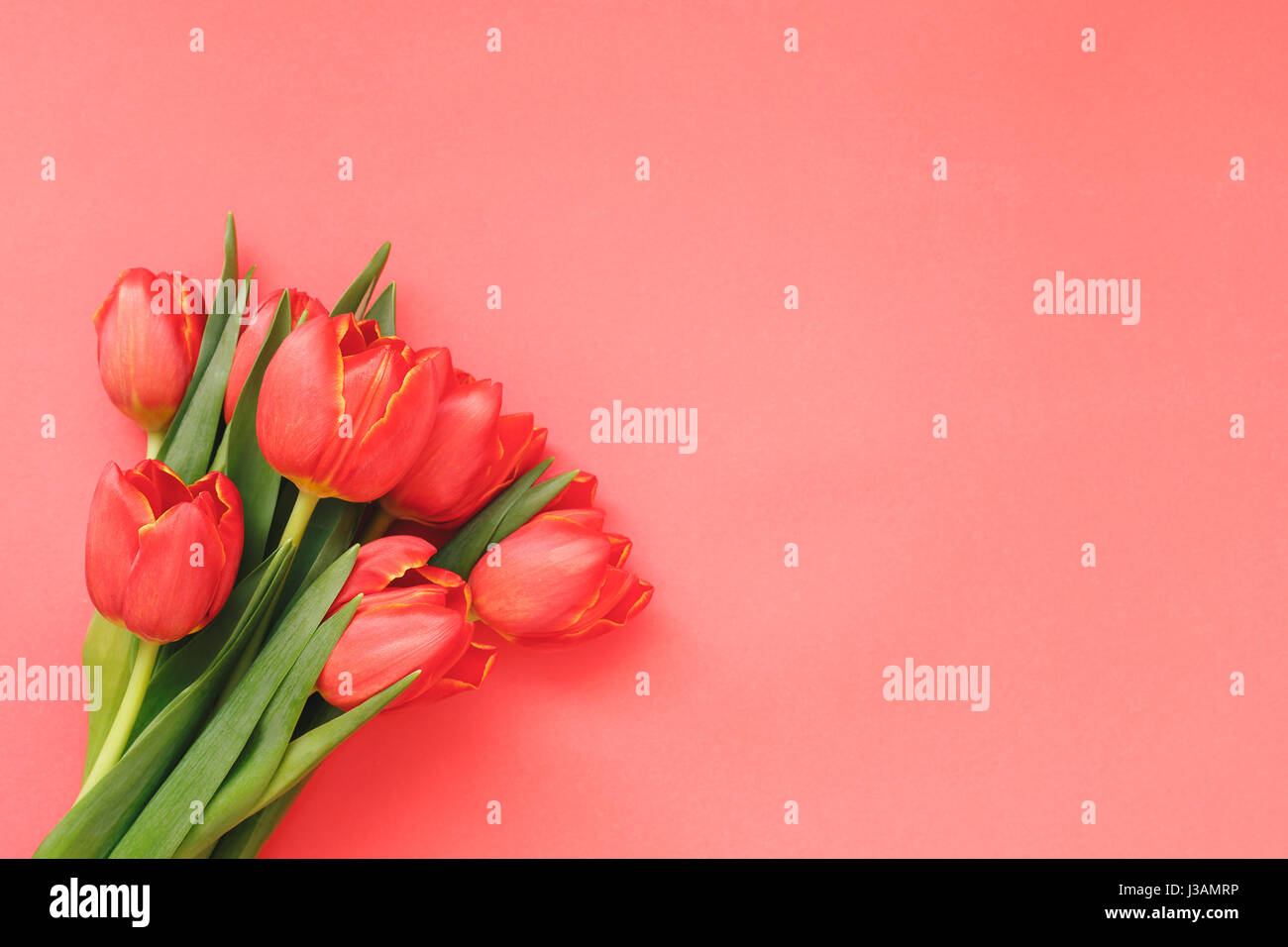 Bouquet de tulipes rouges avec des feuilles vertes sur fond de papier rouge. Vue de dessus, l'espace vide Banque D'Images