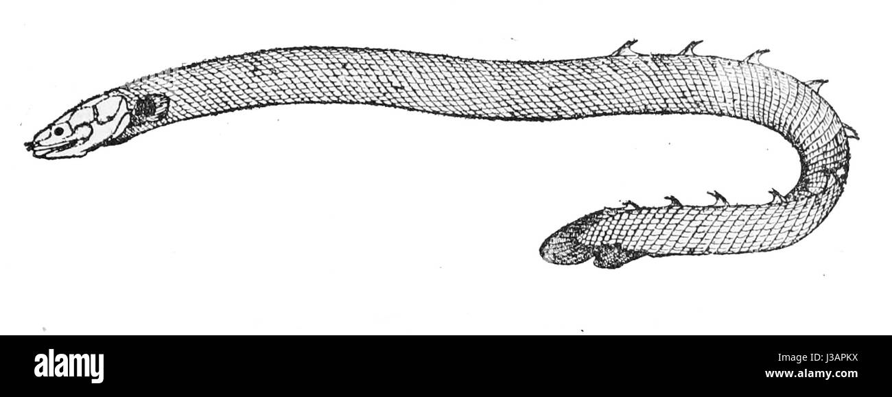 Erpetoichthys calabaricus, également connu sous le nom de poisson-ange de Calabar, est une espèce de poisson originaire des rivières d'eau douce et des lacs d'Afrique de l'Ouest. Il a été décrit pour la première fois en 1923. Banque D'Images