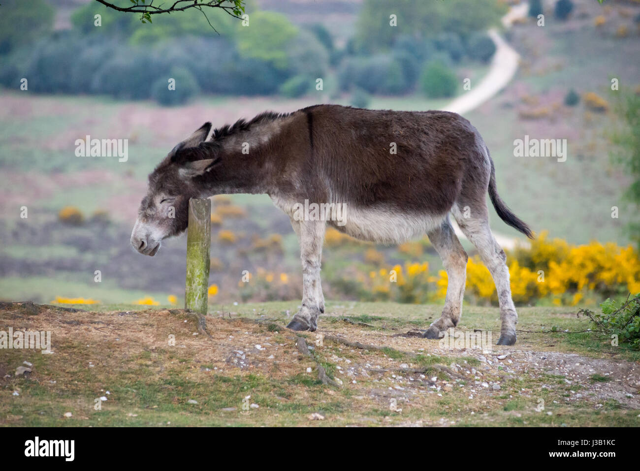 Nouvelle Forêt donkey se gratter une démangeaison sur un poste en bois dans le parc national de Hampshire, England, UK Banque D'Images