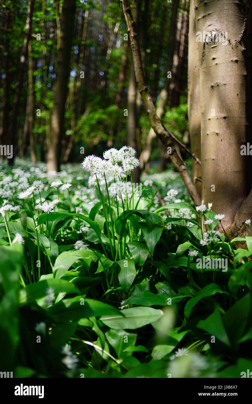 Underwood, Misk Hills, Dorset, UK. Le 05 mai, 2017. Rançon sauvage Fleurs ail sauvage (Allium ursinum) floraison dans un ancien français caduques. Crédit : Ian Francis/Alamy Live News Banque D'Images