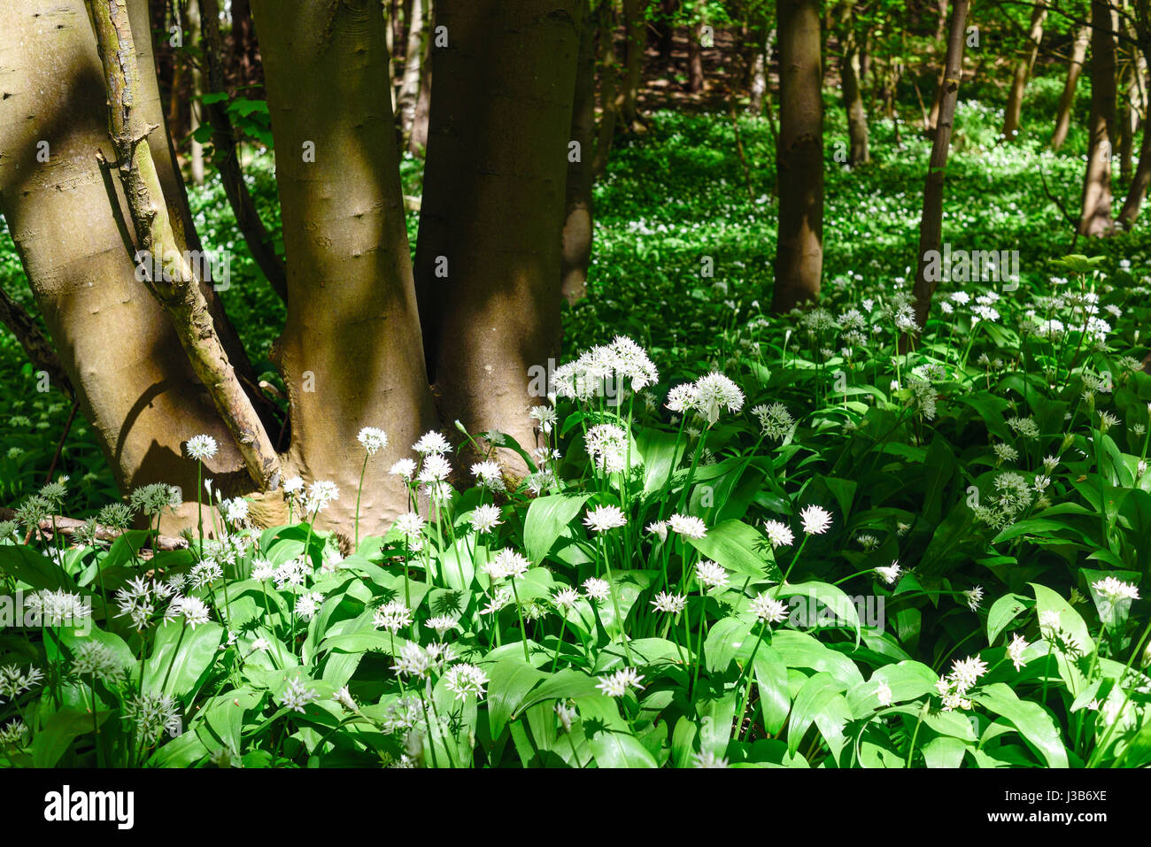 Underwood, Misk Hills, Dorset, UK. Le 05 mai, 2017. Rançon sauvage Fleurs ail sauvage (Allium ursinum) floraison dans un ancien français caduques. Crédit : Ian Francis/Alamy Live News Banque D'Images