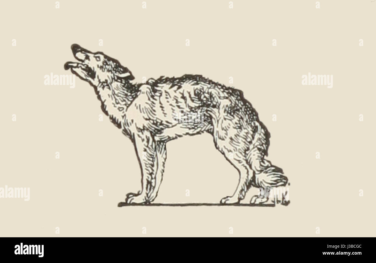 Le Dhole, également connu sous le nom de chien sauvage asiatique, est une espèce figurant dans le livre de Rudyard Kipling « The Jungle Book ». Il est originaire des forêts d'Asie et connu pour sa structure sociale et son comportement de meute, ce qui en fait une partie importante du récit du livre. Banque D'Images Le Dhole, également connu sous le nom de chien sauvage asiatique, est une espèce figurant dans le livre de Rudyard Kipling « The Jungle Book ». Il est originaire des forêts d'Asie et connu pour sa structure sociale et son comportement de meute, ce qui en fait une partie importante du récit du livre. Banque D'Images