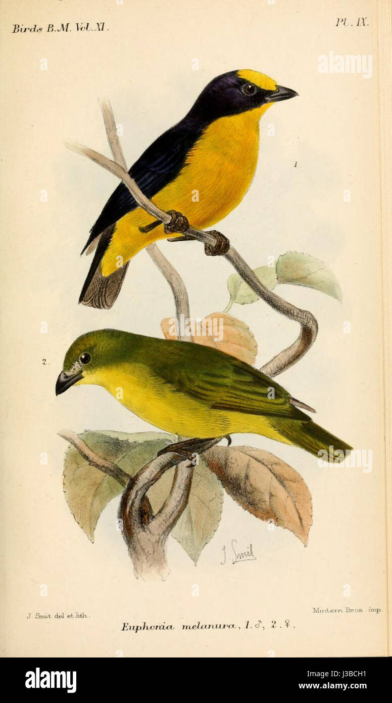 Euphonia Melanura, également connue sous le nom d'euphonie à évents noirs, est une espèce d'oiseau de la famille des finch, que l'on trouve principalement en Amérique centrale. Il est connu pour sa coloration vibrante et sa chanson distinctive. Banque D'Images