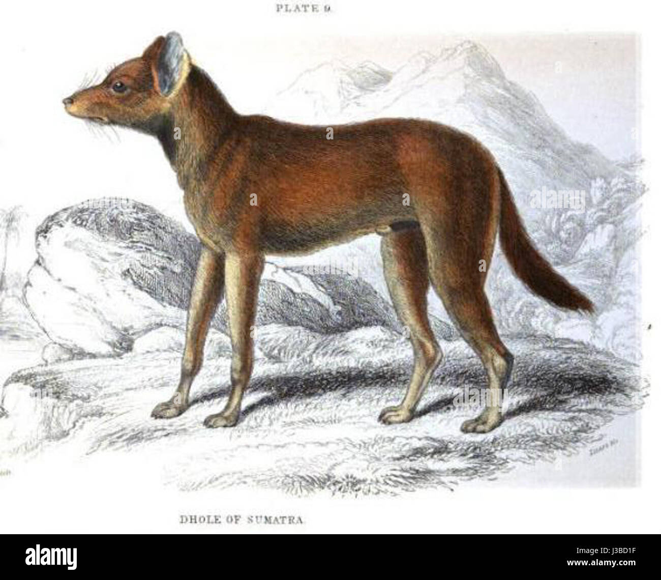 Une image d'un Dhole, une espèce de chien sauvage originaire d'Asie du Sud et du Sud-est, avec un accent sur son habitat à Sumatra. L'espèce est connue pour sa structure sociale et ses techniques de chasse uniques. Banque D'Images Une image d'un Dhole, une espèce de chien sauvage originaire d'Asie du Sud et du Sud-est, avec un accent sur son habitat à Sumatra. L'espèce est connue pour sa structure sociale et ses techniques de chasse uniques. Banque D'Images