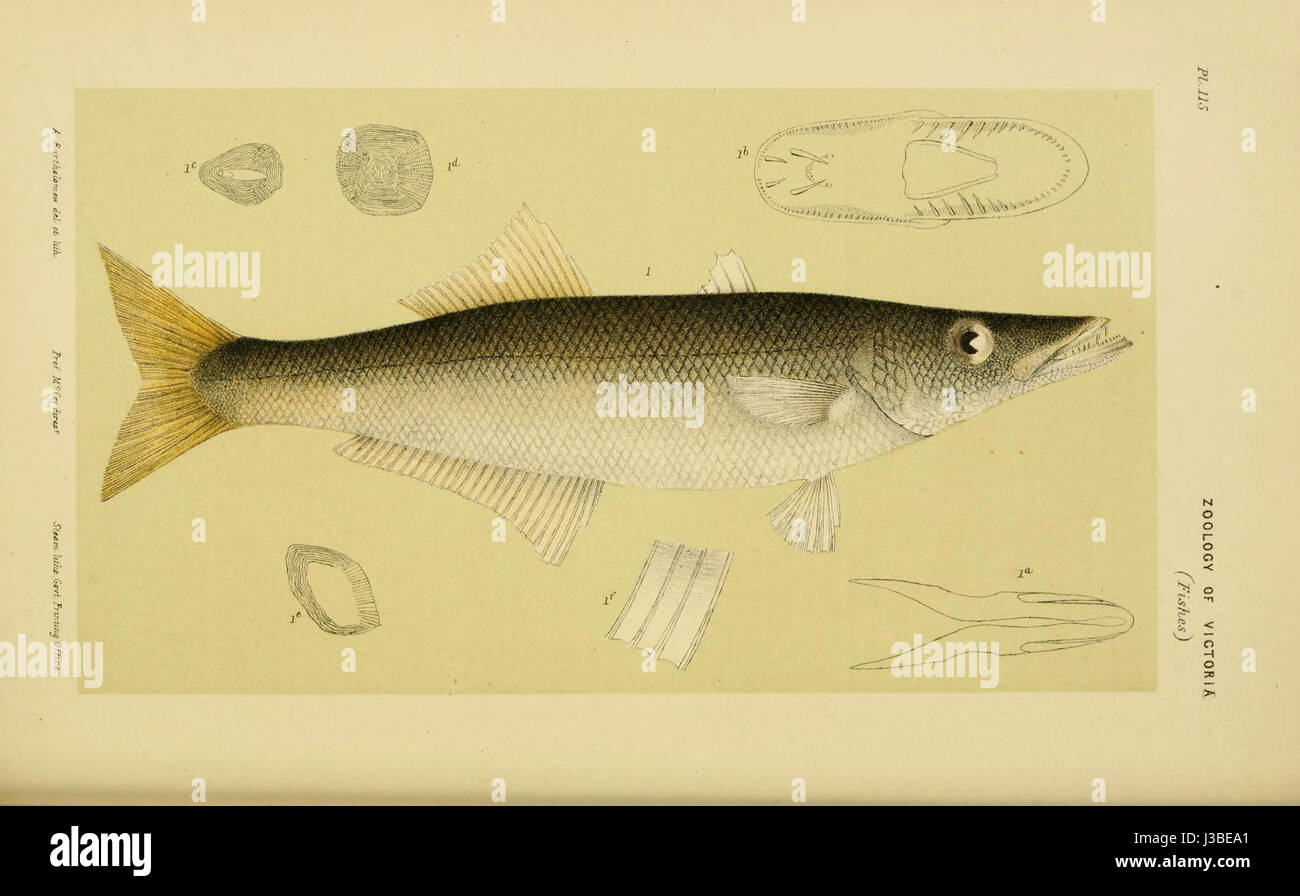 Dinolestes lewini Banque D'Images