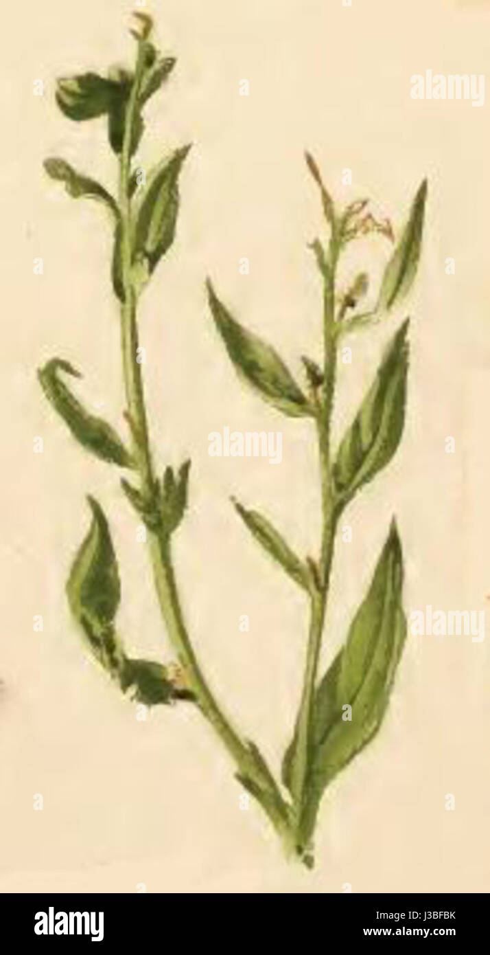 Ethmia dodecea un brin de Lithospermum officinale mangés par larve Banque D'Images