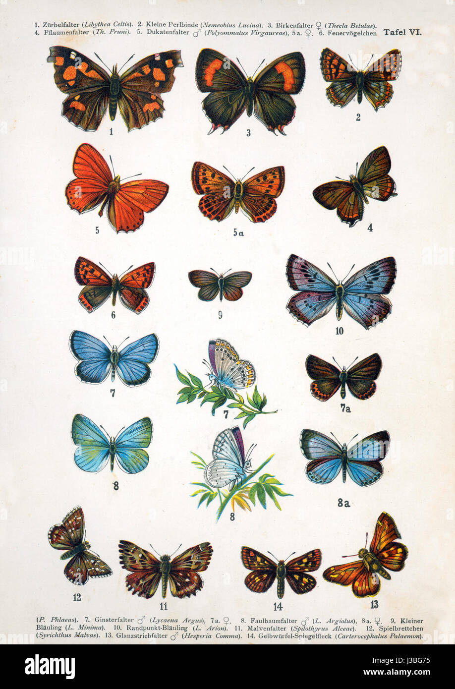 Photographie ou illustration d'un papillon européen, peut-être de la série '060 VI', montrant les caractéristiques distinctes des espèces de papillons européens. Banque D'Images