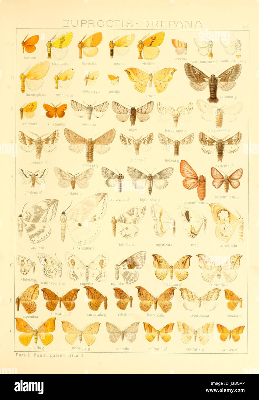 Un document allemand du XIXe siècle a trait aux espèces de papillons, détaillant leurs caractéristiques et classifications dans l'entomologie. Banque D'Images