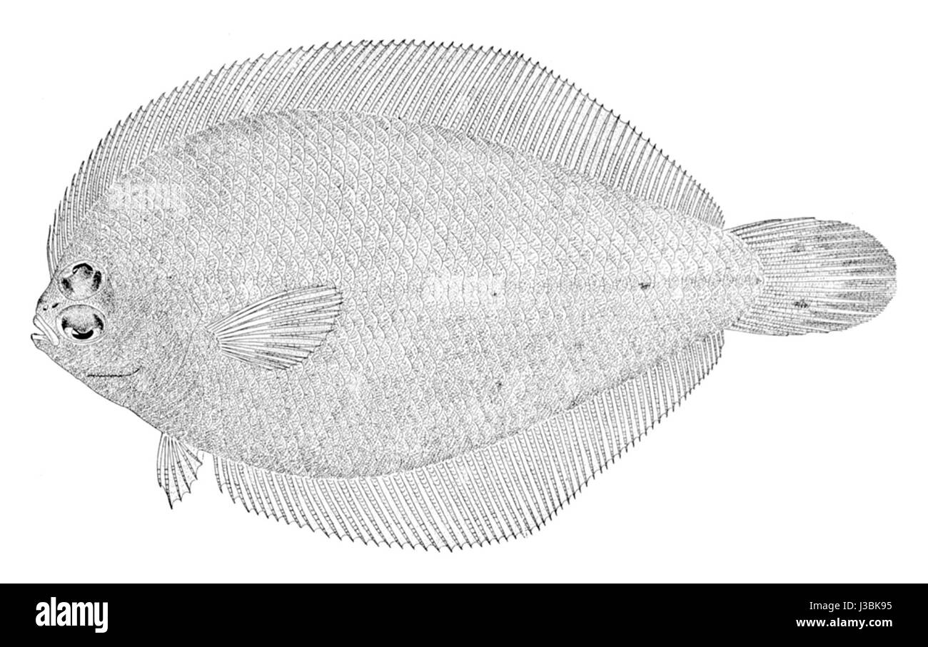 Etropus rimosus est une espèce de poisson de la famille des Bothidae, communément appelée plie gauche. On le trouve dans la région Indo-Pacifique et se caractérise par son corps asymétrique et son habitat unique en eaux peu profondes. Banque D'Images