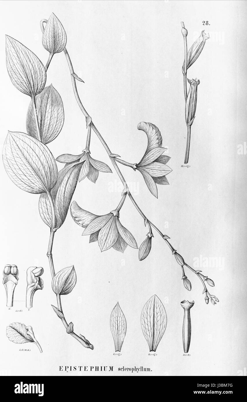 *Epistephium sclerophyllum* est une espèce d'orchidée originaire du Brésil. Cette illustration fait partie de la série *Flora brasiliensis*, documentant les espèces végétales du Brésil. Banque D'Images