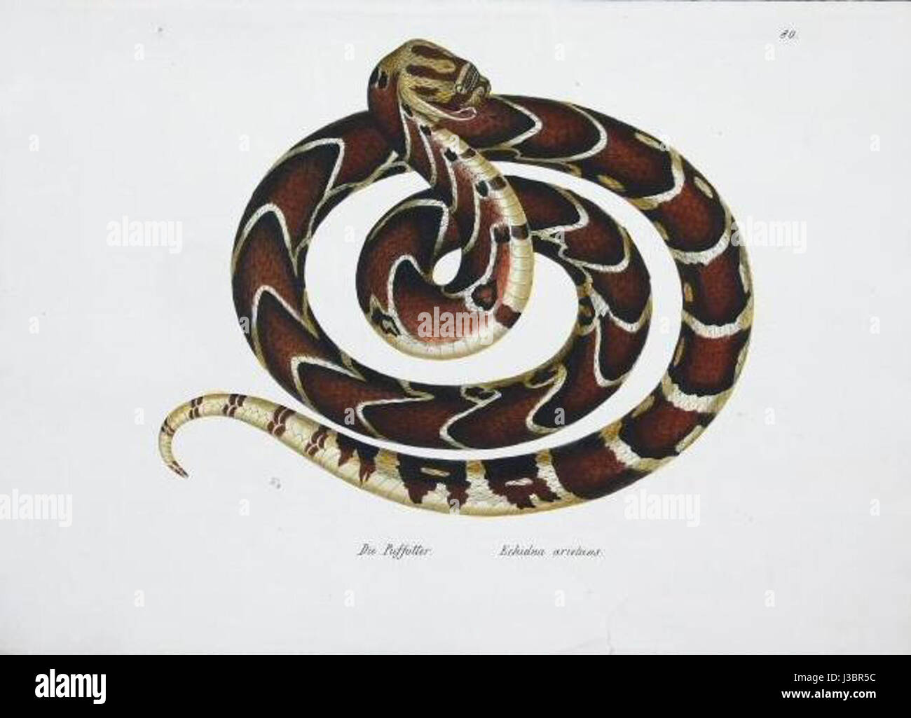 Echidna arietans, communément appelé échidna à bec court méridional, est un mammifère épineux originaire d'Australie, connu pour ses épines distinctives, son comportement de fouille et son système reproducteur de ponte. Banque D'Images