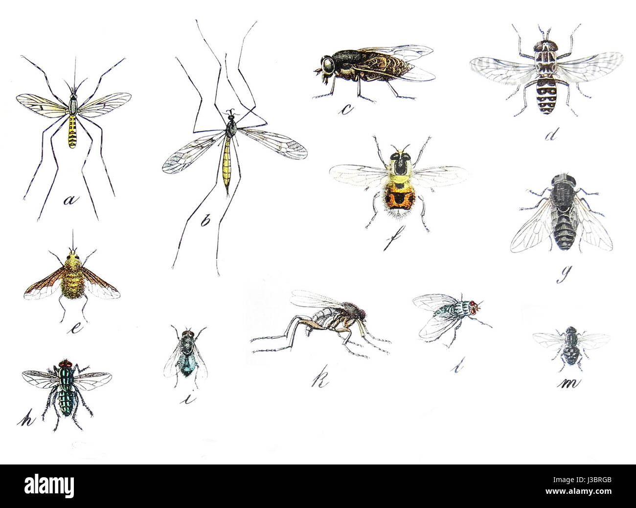Les diptères sont un ordre d'insectes, communément appelés mouches vraies, caractérisés par leur présence de deux ailes. Cet ordre comprend des espèces comme les mouches domestiques, les moustiques et les mouches des fruits, qui jouent un rôle important dans les écosystèmes, comme la pollinisation et la décomposition. Banque D'Images