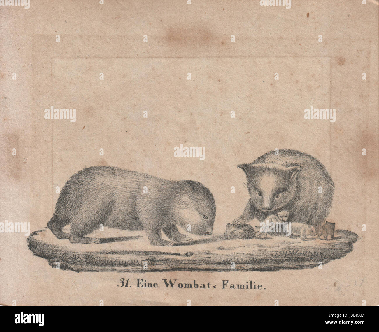 Une représentation d'une famille de wombats de 1809, capturant ces marsupiaux australiens uniques dans leur habitat naturel. L'œuvre d'art donne un aperçu des premières illustrations de la faune et des caractéristiques des wombats pendant cette période. Banque D'Images