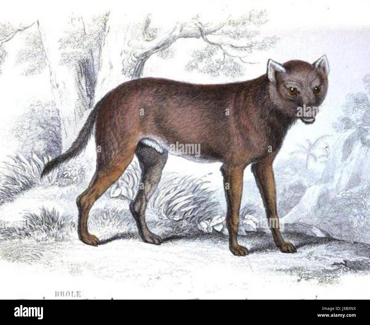 Dholecommon Banque D'Images Dholecommon Banque D'Images