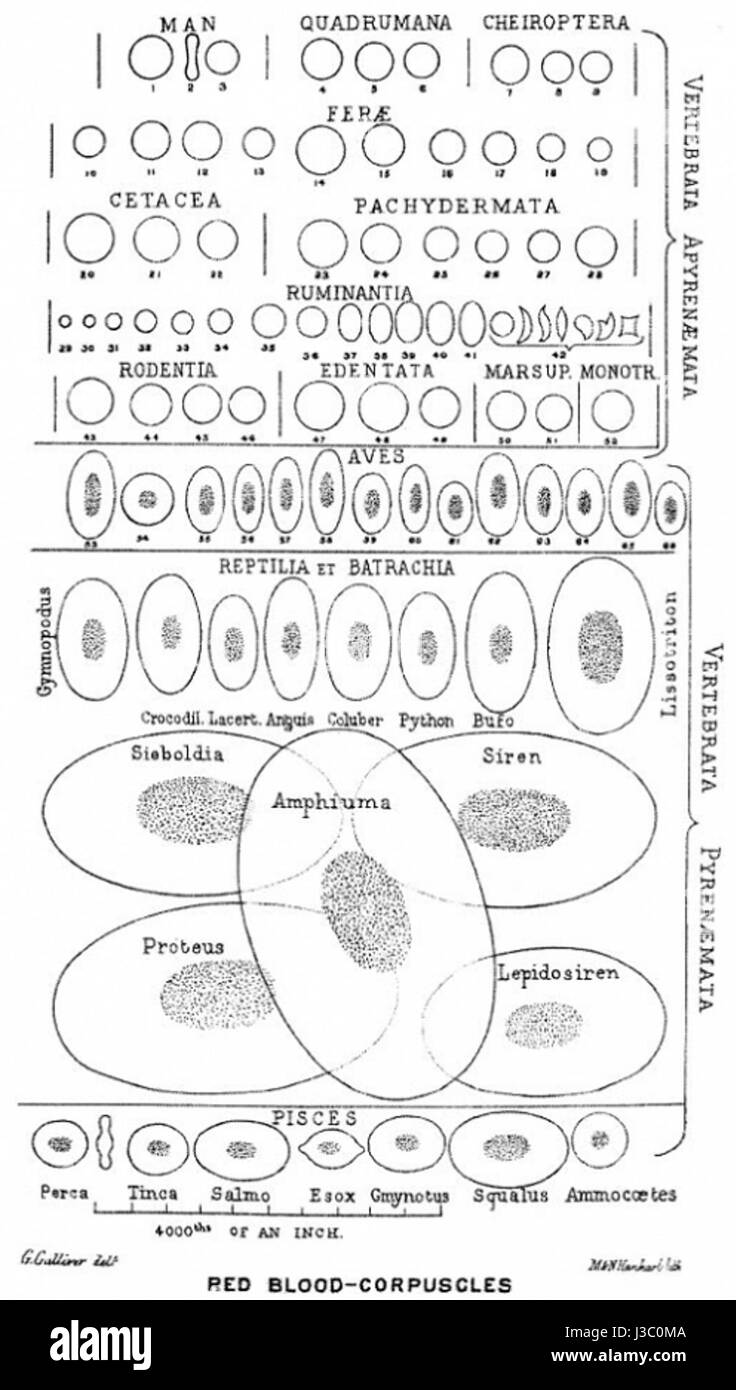 Les érythrocytes, ou globules rouges, chez les vertébrés sont des cellules spécialisées qui transportent l'oxygène des poumons vers le corps et renvoient le dioxyde de carbone pour être expiré. Ces cellules sont cruciales pour les fonctions respiratoires chez les animaux vertébrés. Banque D'Images