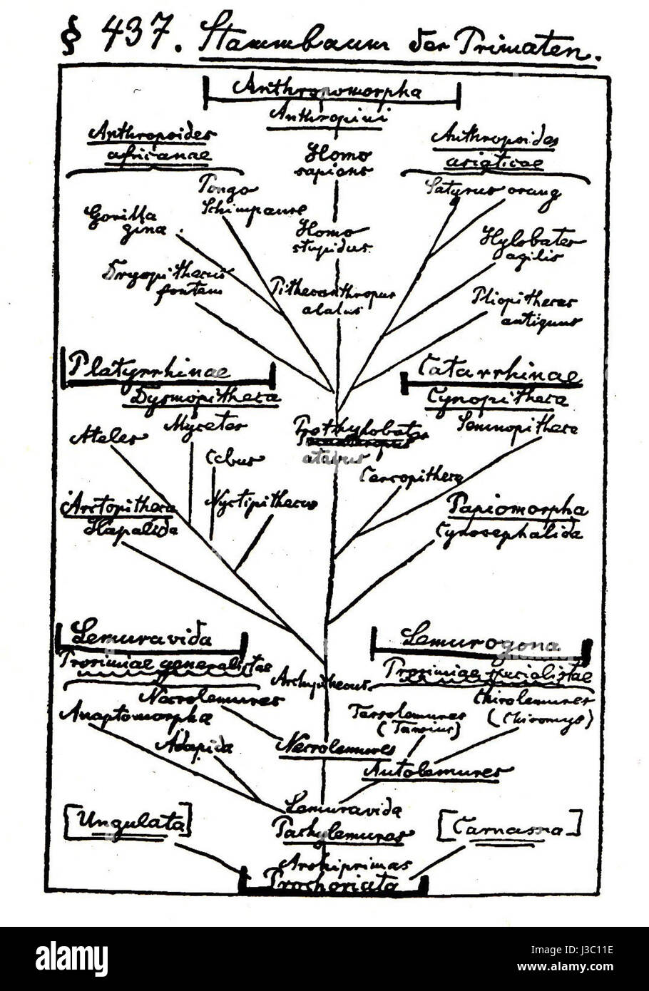 Ernst Haeckel Arbre de Vie Banque D'Images