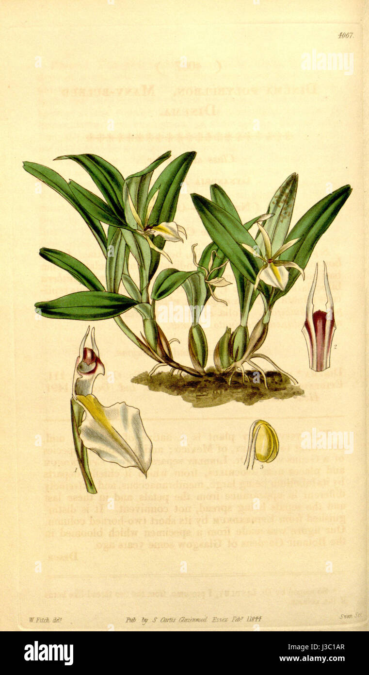 Dinema polybulbon, illustré dans la planche 4067 de Curtis 70 (N.S. 17), représente une espèce d'orchidée originaire des Amériques, connue pour ses caractéristiques florales uniques et sa signification botanique. Banque D'Images