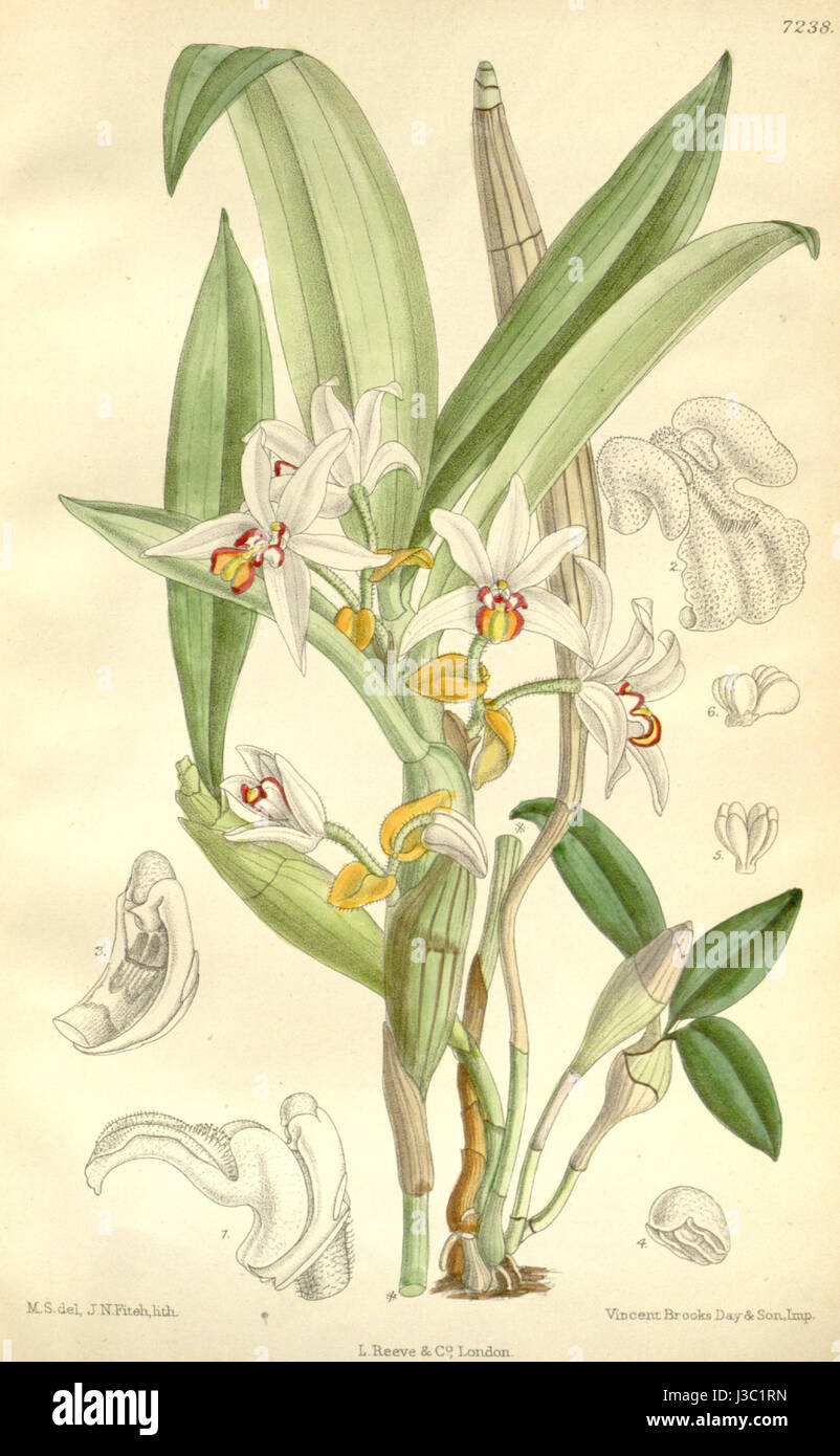 Cette illustration botanique montre Eria marginata, une espèce d'orchidée, tirée du Curtis' Botanical Magazine, volume 118, planche 7238, publié en 1892, soulignant les caractéristiques florales distinctives de la plante. Banque D'Images