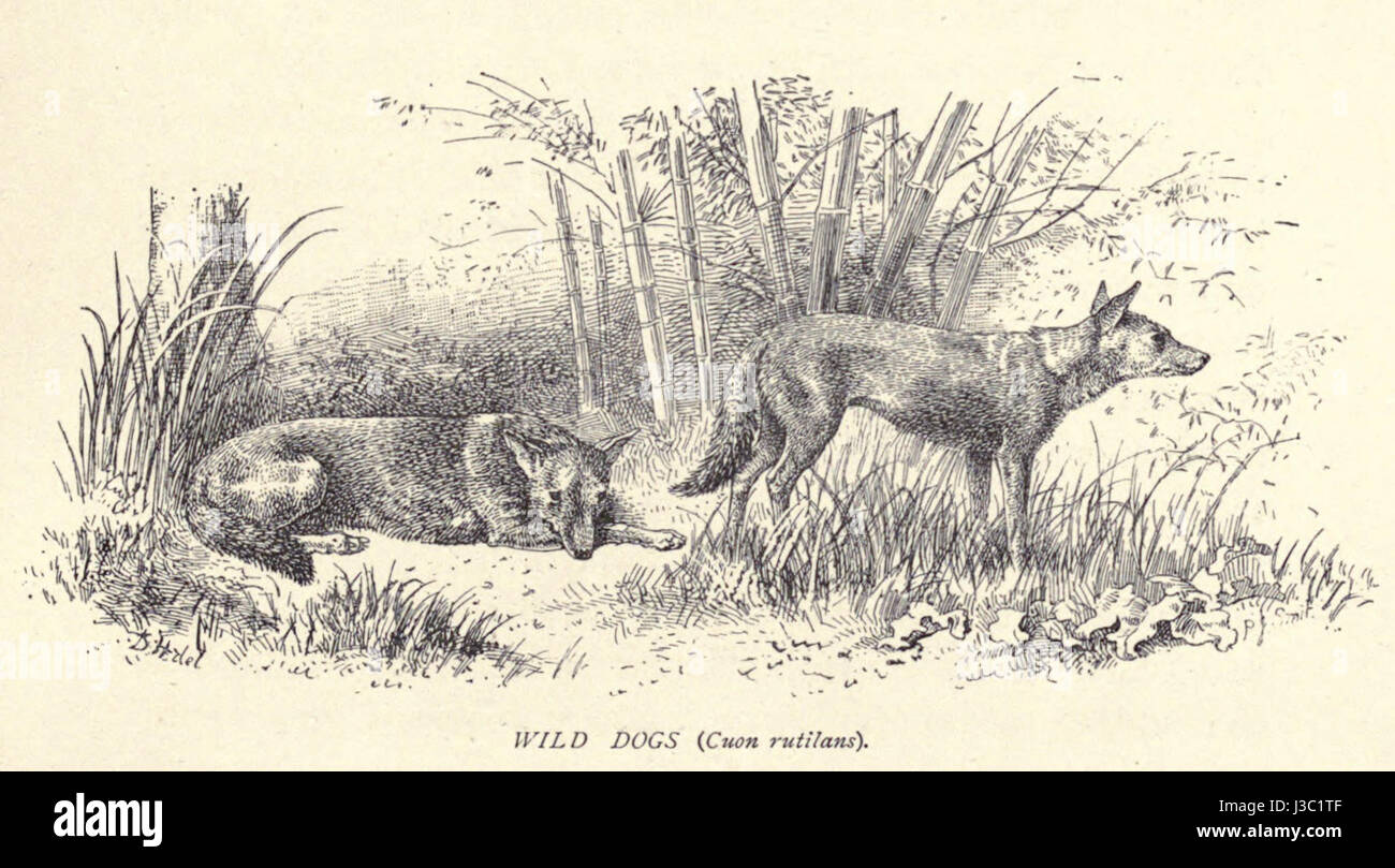 'Wild Dogs...25' de Douglas Hamilton explore le comportement, la structure sociale et l'impact écologique des espèces de chiens sauvages. Le travail fournit un aperçu des stratégies de survie et de la dynamique au sein des groupes canins. Banque D'Images 'Wild Dogs...25' de Douglas Hamilton explore le comportement, la structure sociale et l'impact écologique des espèces de chiens sauvages. Le travail fournit un aperçu des stratégies de survie et de la dynamique au sein des groupes canins. Banque D'Images