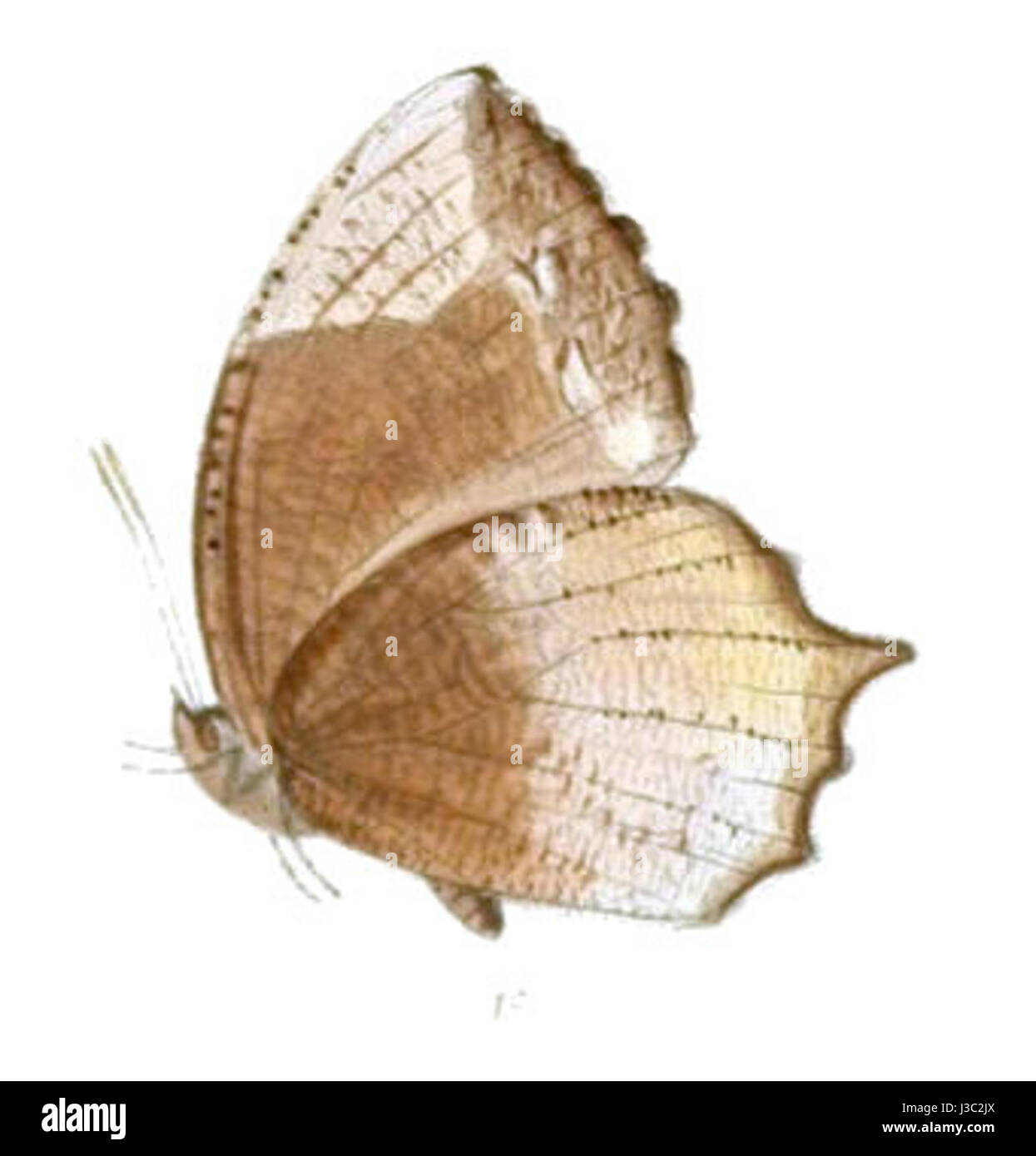 ElymniasCaudata135 1c Banque D'Images