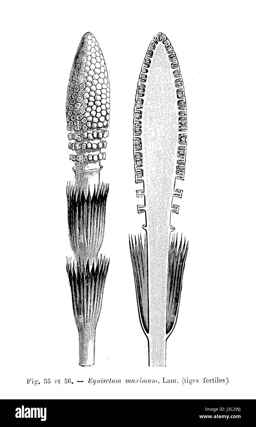 Equisetum maximum est une espèce de prêle connue pour ses tiges fertiles, une plante du genre Equisetum, communément trouvée dans les zones humides. Ses frondes fertiles distinctes aident à la reproduction et sont notables dans les études botaniques. Banque D'Images