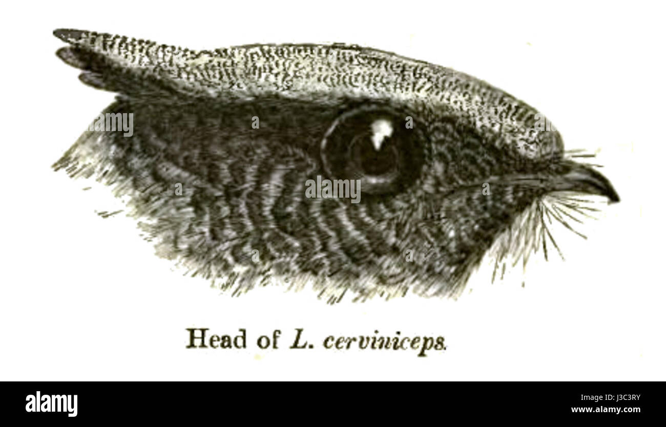 Eurostopodus est un genre d'oiseaux de la famille des bocaux, Caprimulgidae, originaire d'Australie et de Nouvelle-Guinée. Ces oiseaux nocturnes se caractérisent par leur plumage cryptique et sont principalement insectivores, se nourrissant d’insectes capturés en vol. Banque D'Images