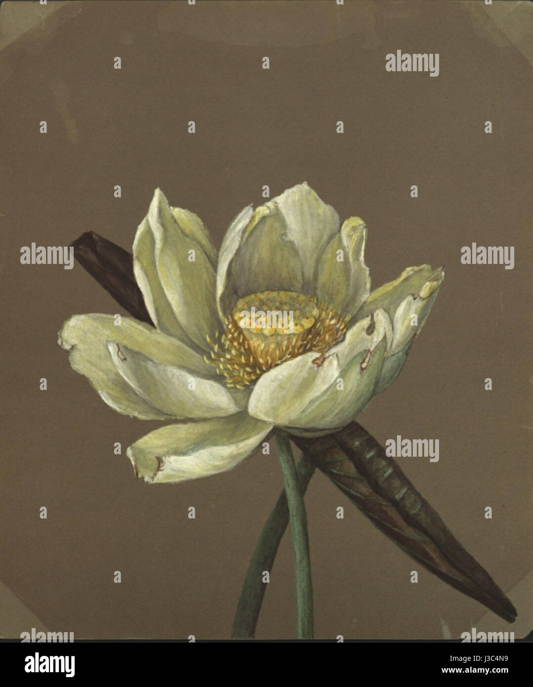 Le Nelumbo Great Yellow d'Emma Roberts, peint en 1885, capture une fleur de lotus jaune éclatante. La pièce illustre l'art botanique du XIXe siècle, en se concentrant sur le rendu détaillé des pétales complexes de la fleur et son importance dans l'illustration botanique. Banque D'Images