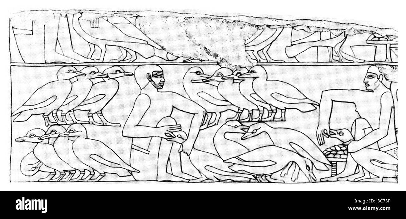 Egyptiangeesefeeding Banque D'Images