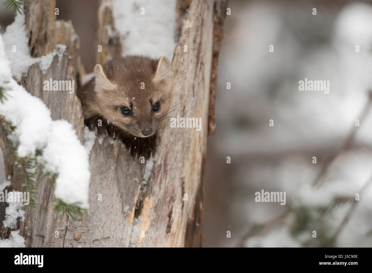 La martre d'Amérique (Martes americana ) en hiver, la neige, se cachant dans un arbre creux, regarder des curieux, a l'air mignon, Parc National de Yellowstone, USA Banque D'Images