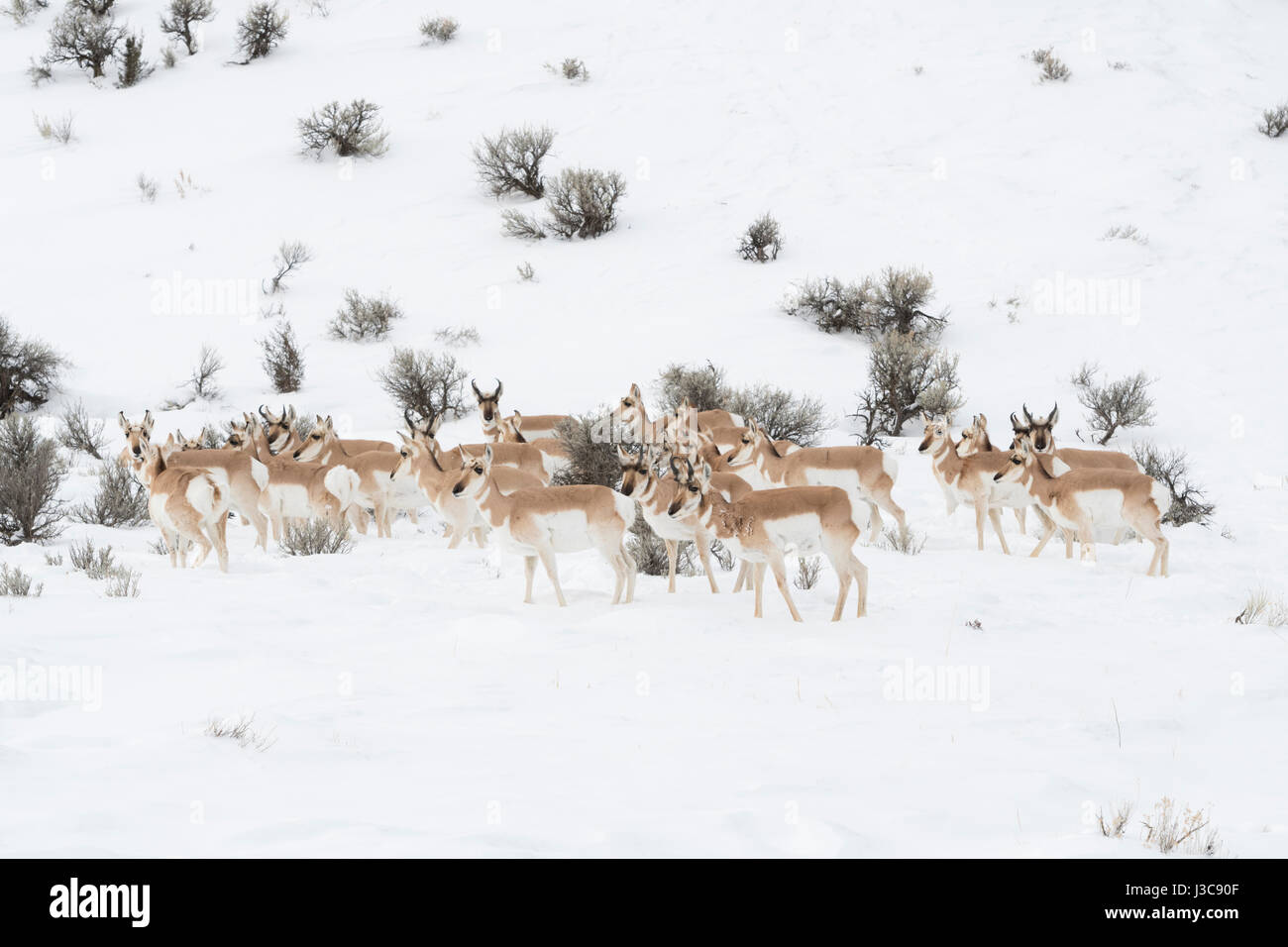 Les antilopes pronghorn / Gabelboecke Gabelantilopen / ( Antilocapra americana ), troupeau en hiver, timide, regardant attentivement, dans les environs, USA. Banque D'Images