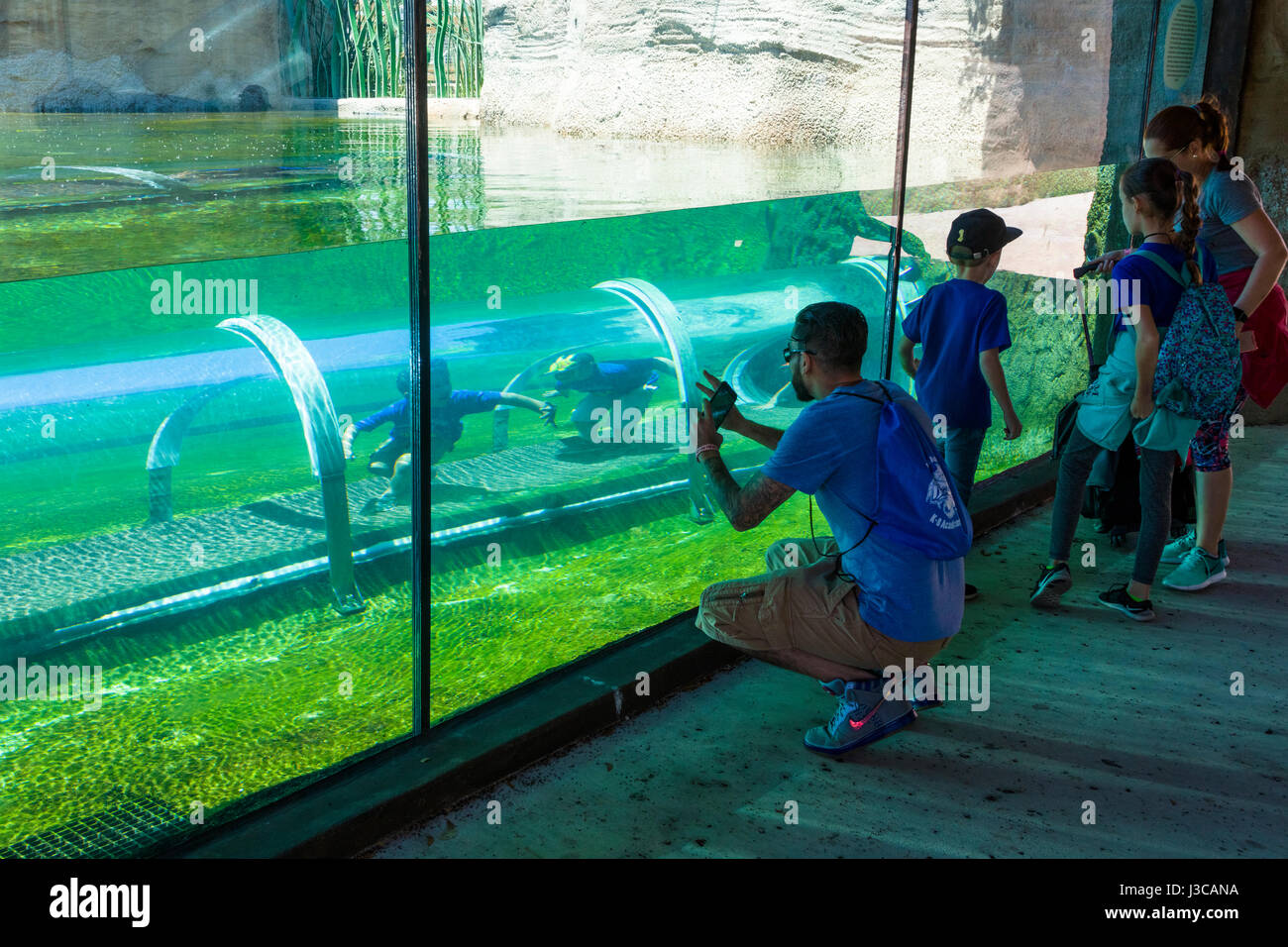 Les enfants en Crawl-par le biais de "tunnel" à l'habitat du crocodile dans la Mission de la section Eveerglades Miami Zoo aussi connu comme le parc zoologique de Miami-Dade a Banque D'Images