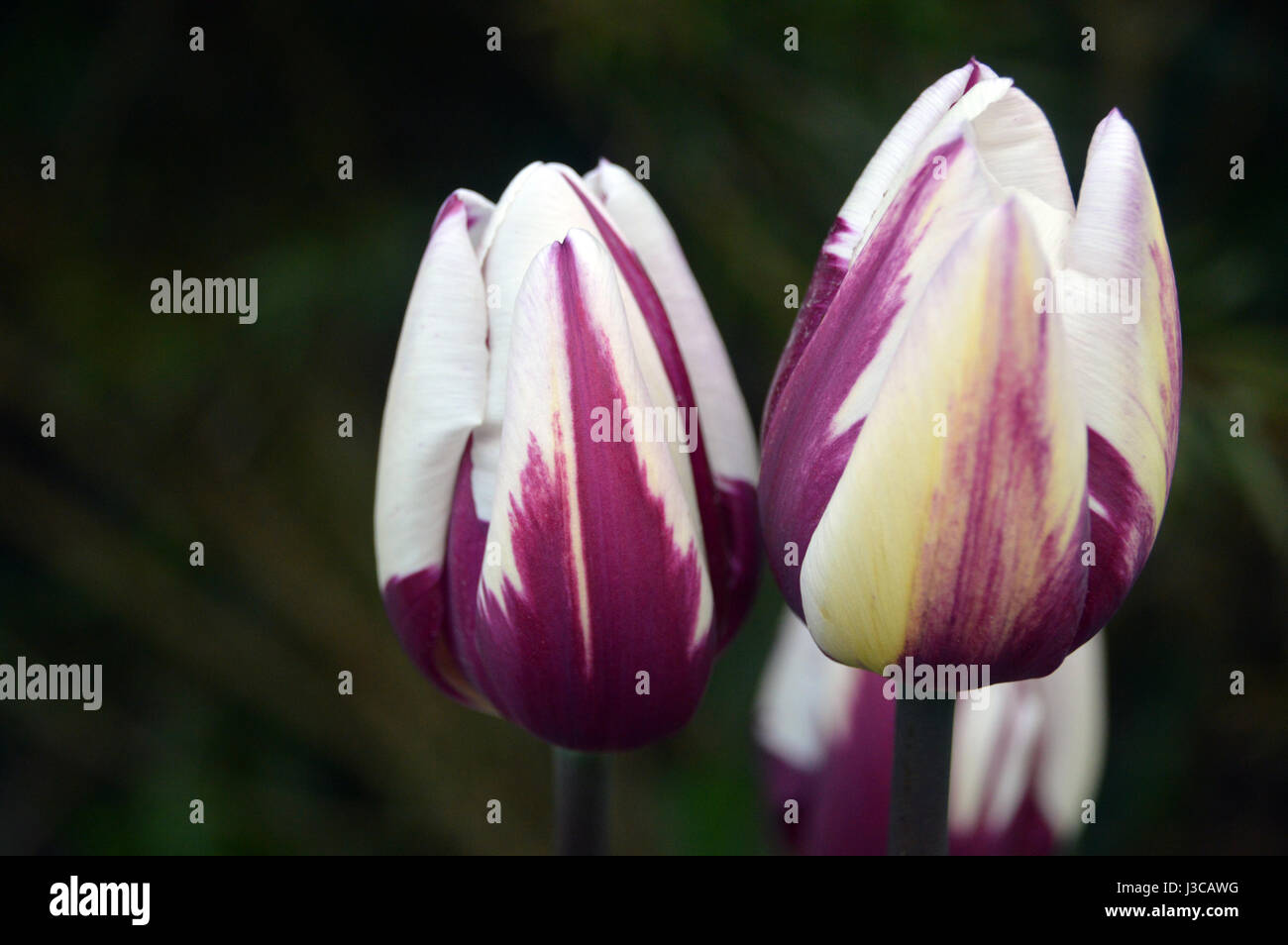 Mauve et blanc deux Tulipes, Tulipa 'Rems Favorite' sur l'écran d'affichage à RHS Garden Harlow Carr, Harrogate, Yorkshire. Banque D'Images