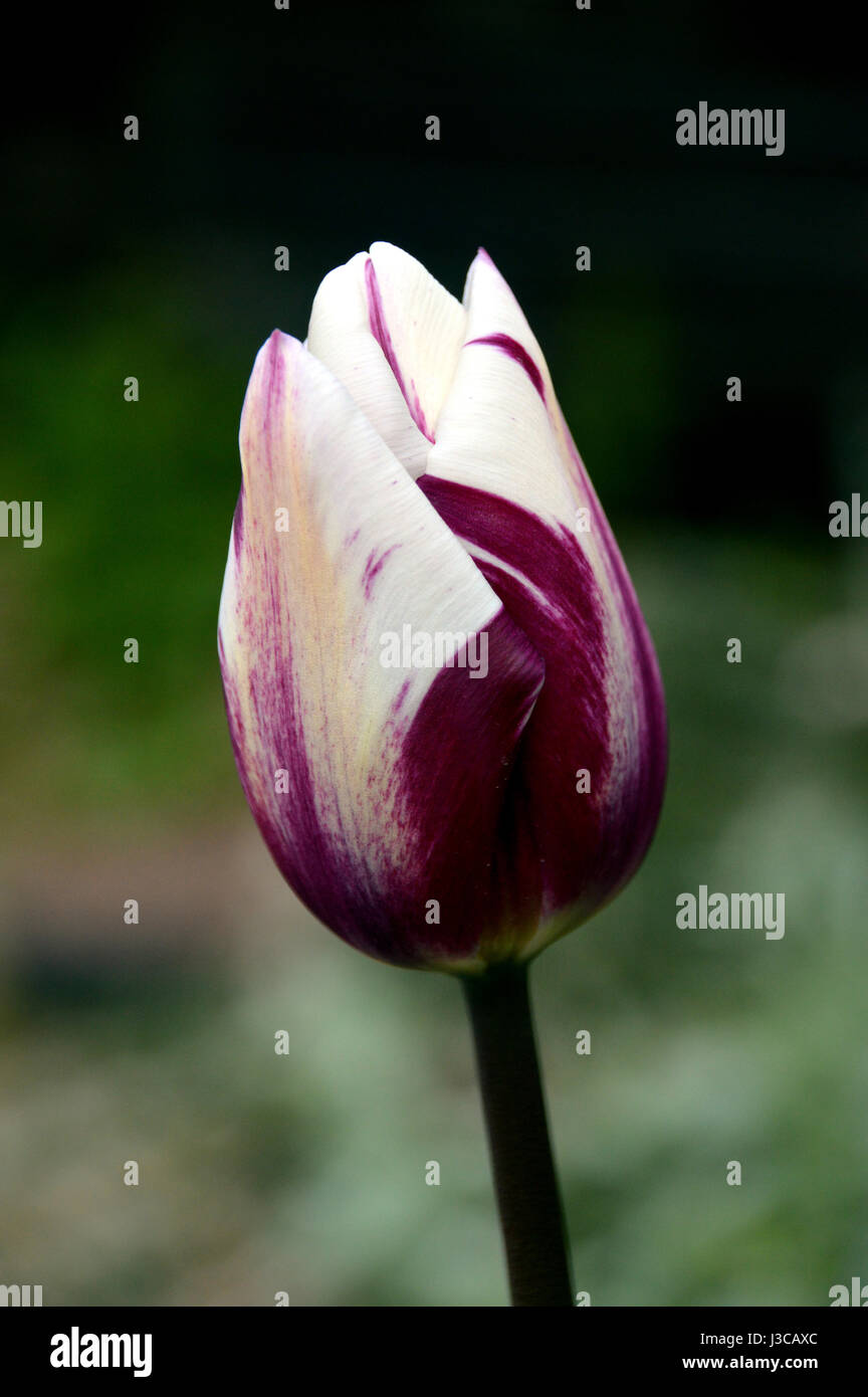 Pourpre simple et blanc, tulipes Tulipa 'Rems Favorite' sur l'écran d'affichage à RHS Garden Harlow Carr, Harrogate, Yorkshire. Banque D'Images