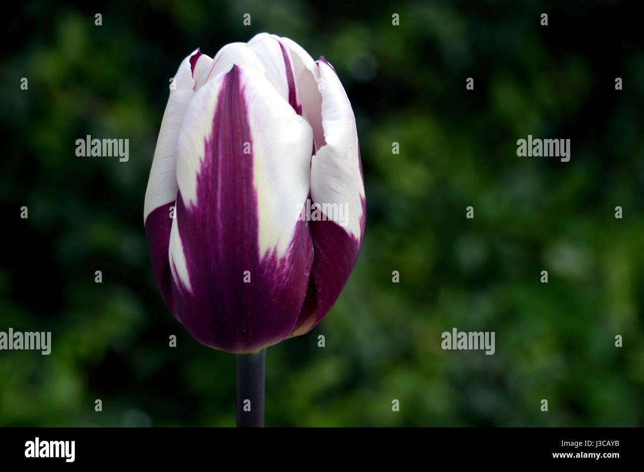 Pourpre simple et blanc, tulipes Tulipa 'Rems Favorite' sur l'écran d'affichage à RHS Garden Harlow Carr, Harrogate, Yorkshire. Banque D'Images