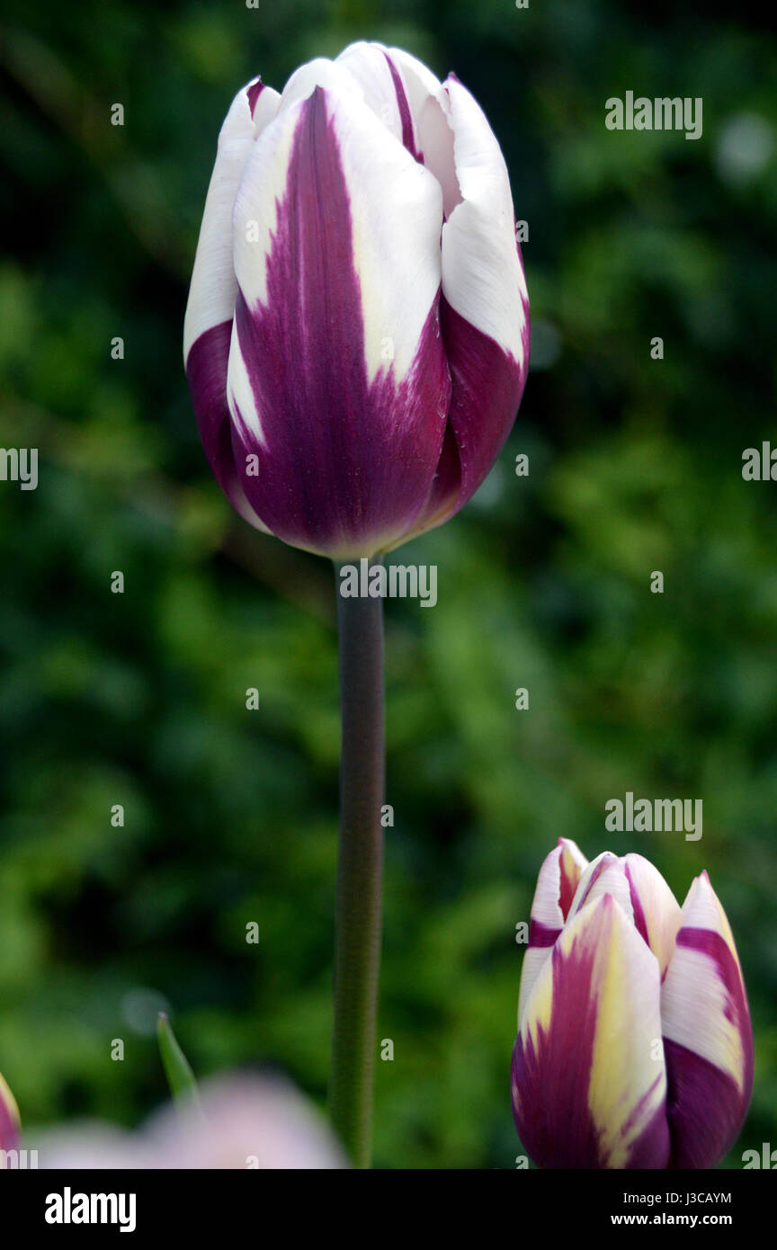 Mauve et blanc deux Tulipes, Tulipa 'Rems Favorite' sur l'écran d'affichage à RHS Garden Harlow Carr, Harrogate, Yorkshire. Banque D'Images