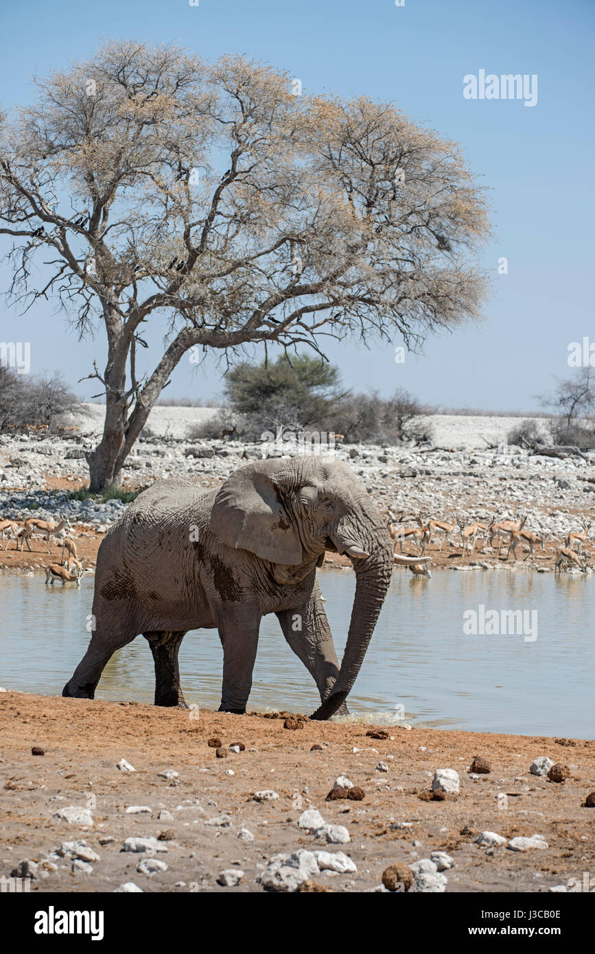 Éléphant à trou d'eau : Loxodonta africana. Etosha, Namibie. Banque D'Images
