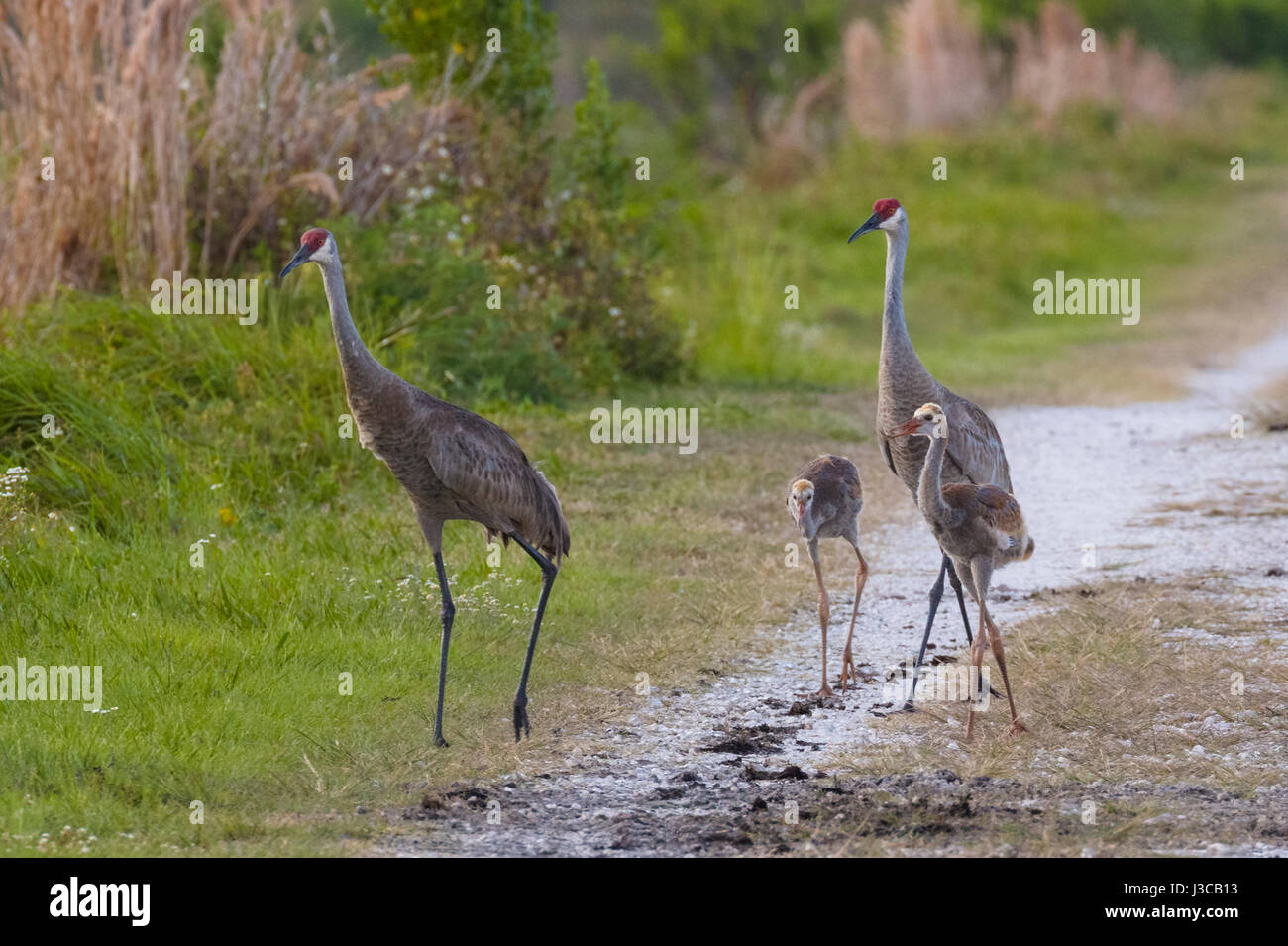 La grue du cercle familial au B Bar Réserver dans le comté de Polk en Floride Lakeland Banque D'Images