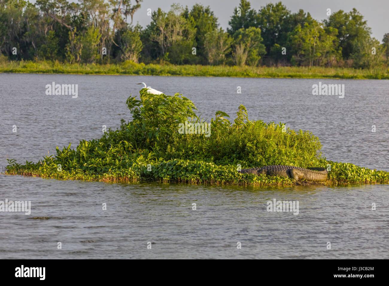 Alligator et Egret sur petite île de Circle B Bar Réserver dans le comté de Polk en Floride Lakeland Banque D'Images