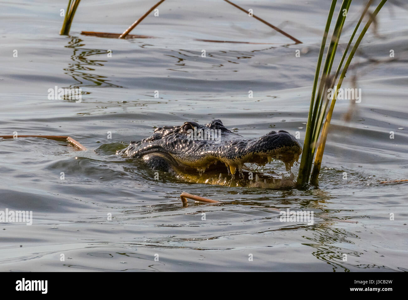 En Alligator Circle B Bar Réserver dans le comté de Polk en Floride Lakeland Banque D'Images