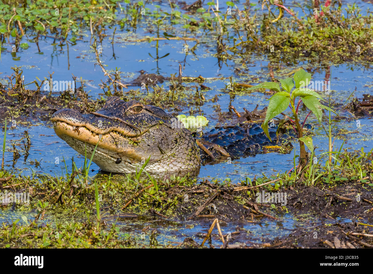 En Alligator Circle B Bar Réserver dans le comté de Polk en Floride Lakeland Banque D'Images