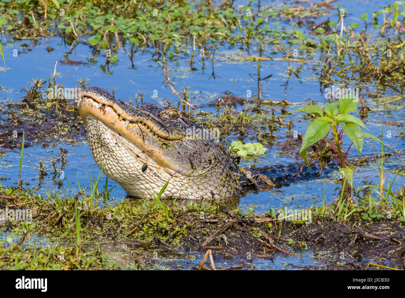 En Alligator Circle B Bar Réserver dans le comté de Polk en Floride Lakeland Banque D'Images