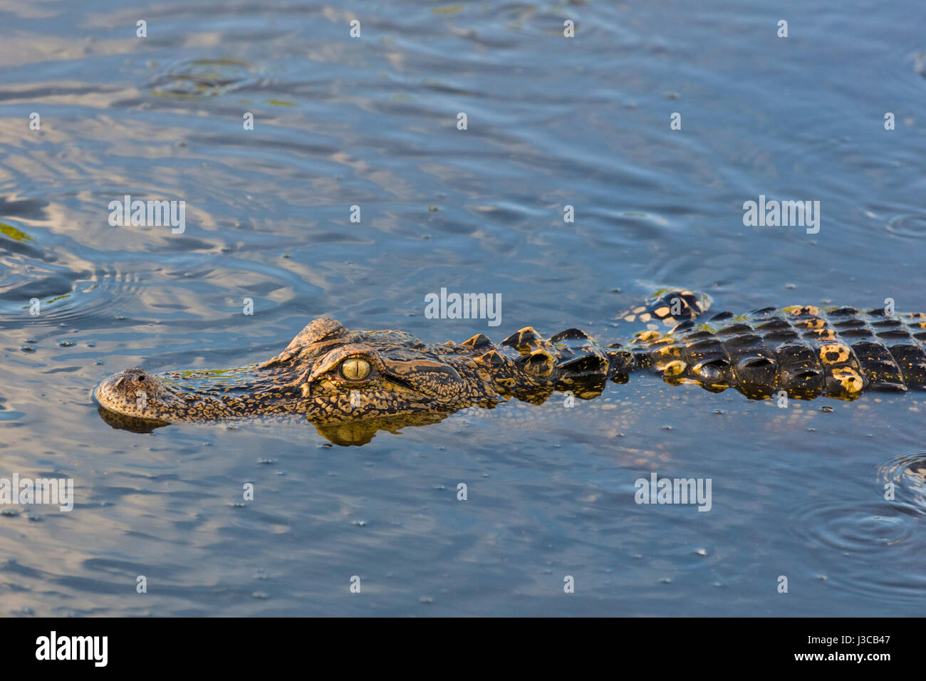 En Alligator Circle B Bar Réserver dans le comté de Polk en Floride Lakeland Banque D'Images